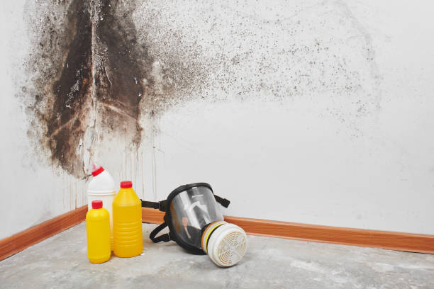 Best Local Mold Removal Service  in Waldron, AR