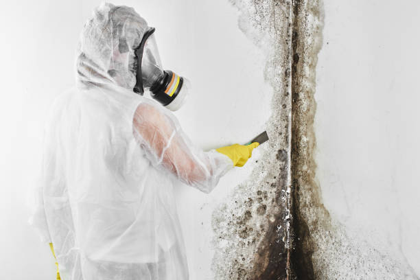 Best Crawl Space Mold Removal  in Waldron, AR