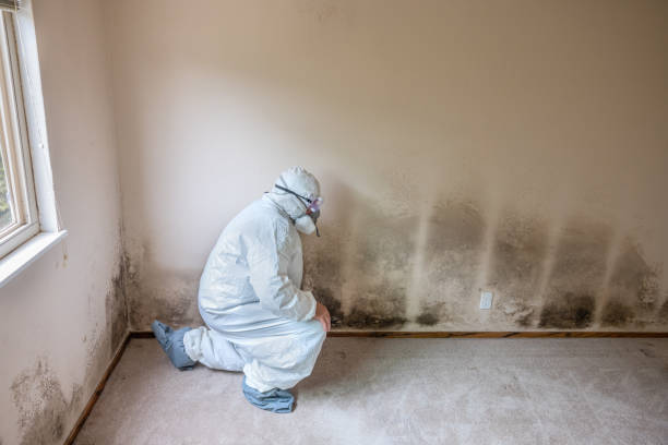 Best Commercial Mold Removal  in Waldron, AR