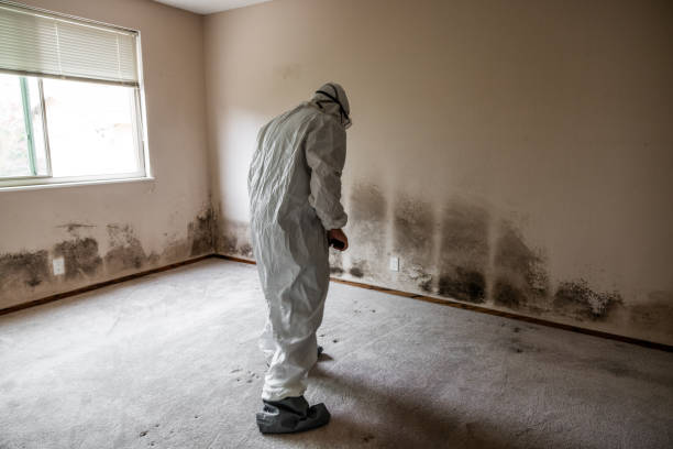 Best Black Mold Removal  in Waldron, AR