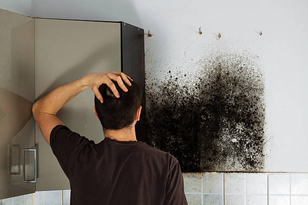 Best Mold Testing  in Waldron, AR