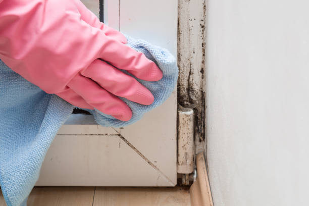 Best Office Mold Removal Services  in Waldron, AR