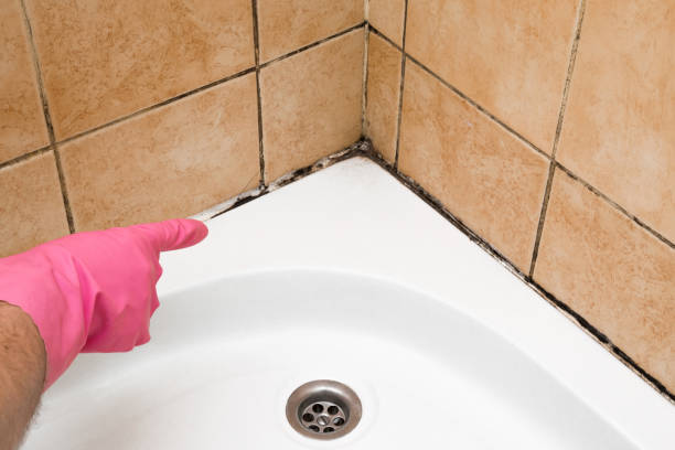 Best Mold Remediation  in Waldron, AR